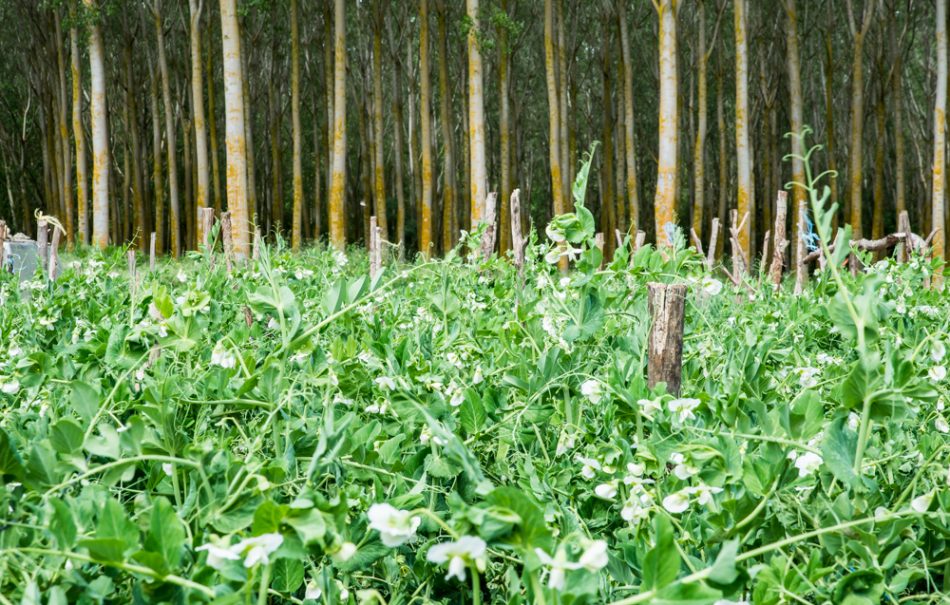 Plantación de guisantes pequeña (1 de 1)