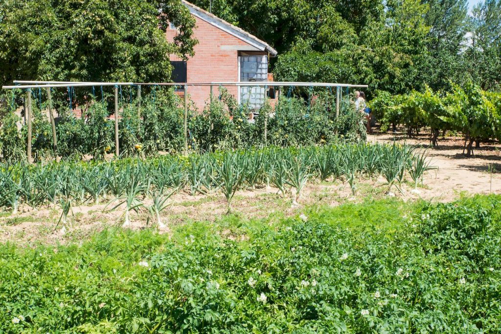 Huerta de Verano en la Ribera del Carrión