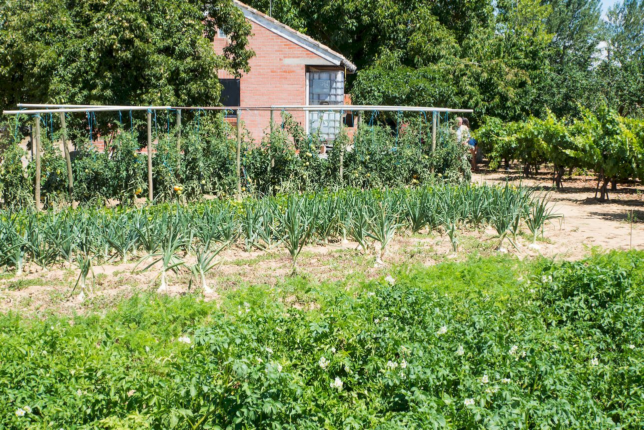 Huerta de Verano en la Ribera del Carrión