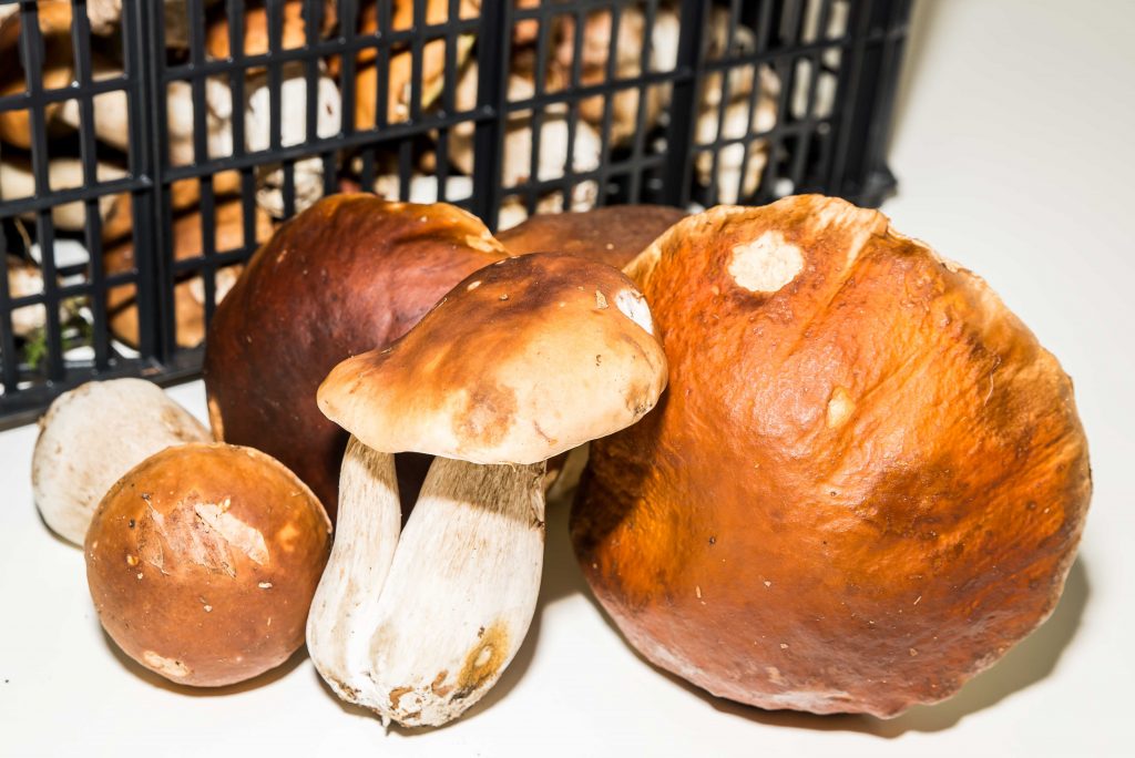 boletus-edulis