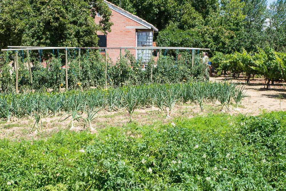 Huerta en Villoldo (Palencia) a finales de agosto.